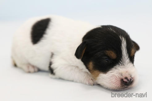 成約済の神奈川県のジャックラッセルテリア-170162の3枚目